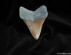 Nice Inch Megalodon Tooth #111-1
